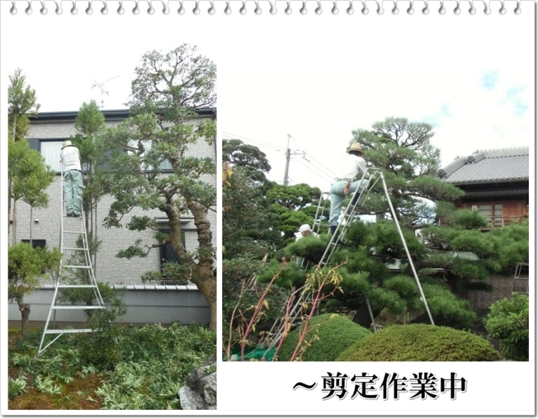 庭木の剪定作業風景画像